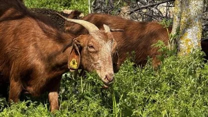 Keçi sayısı rekora koşuyor