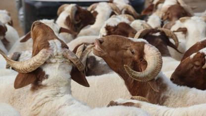 Kurban kesim bedelleri belirlendi