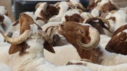 Kurban kesim bedelleri belirlendi