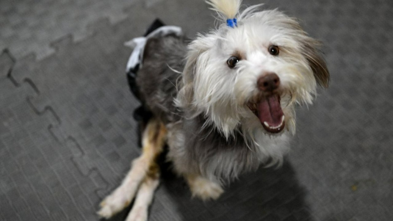 Sahibi vefat eden engelli köpek Yumoş, iyileşip yeni yuvasına koşacağı günü bekliyor