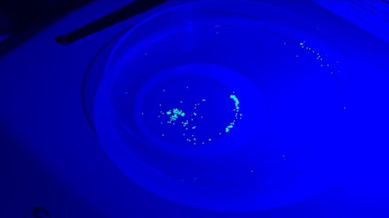 Su ürünleri üretimi düşürebilir