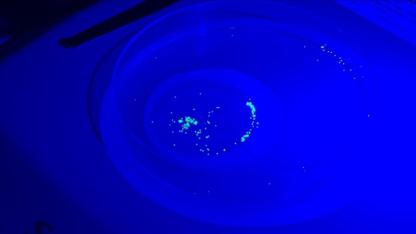 Su ürünleri üretimi düşürebilir