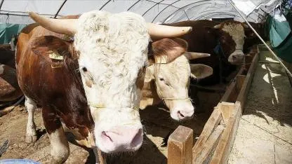 Tedbirler artırıldı