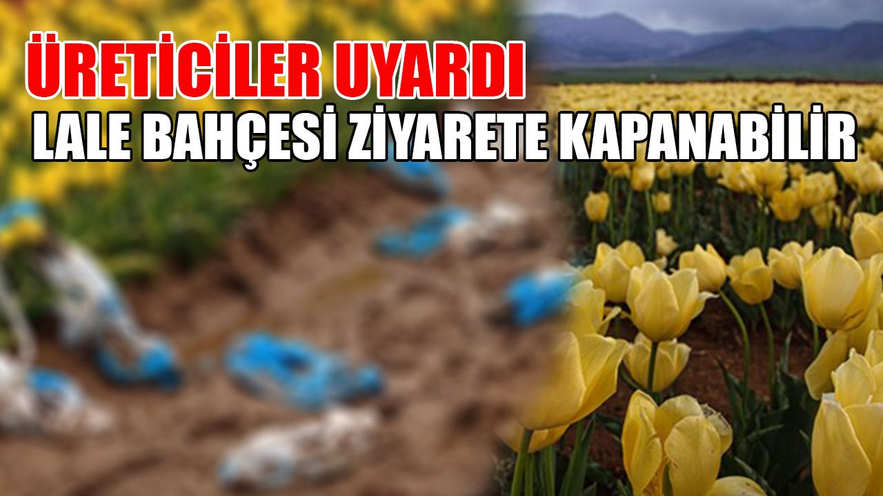 Üreticiler uyardı: Lale bahçesi ziyarete kapanabilir