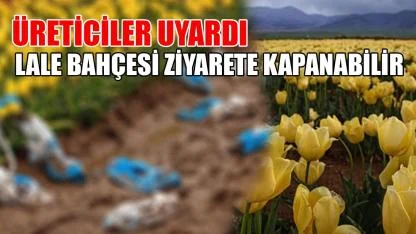 Üreticiler uyardı: Lale bahçesi ziyarete kapanabilir