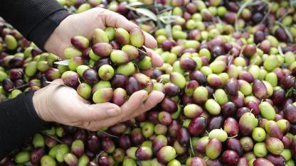 Üretimde Türkiye rüzgarı