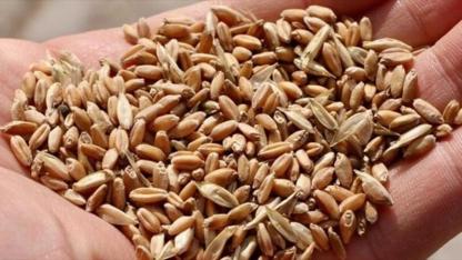 Üretime yerli ve ata tohumu