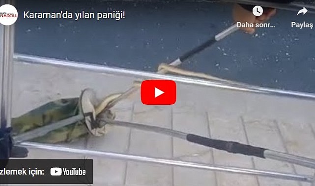 Karaman&#039;da yılan paniği!