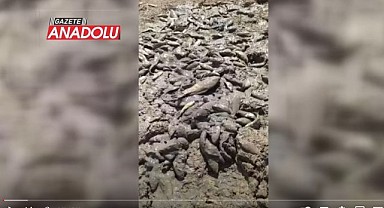 Karaman'da kuraklık sinyali – Balıklar ölüyor!